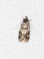 Barea eucapnodes