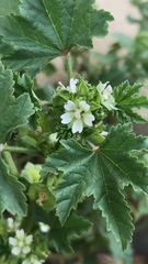 Malva parviflora