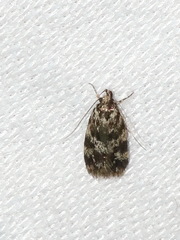 Barea eucapnodes