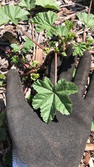 Malva parviflora