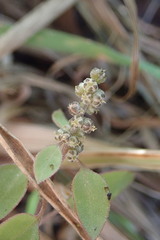 Chenopodium allanii