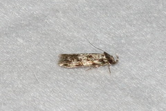 Barea eucapnodes