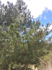 Pinus veitchii