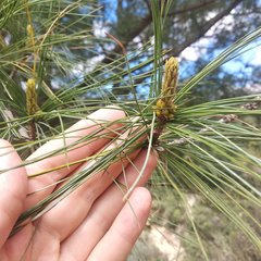 Pinus veitchii