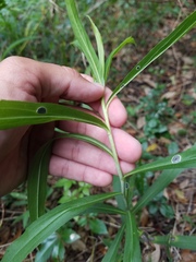 Solidago leavenworthii