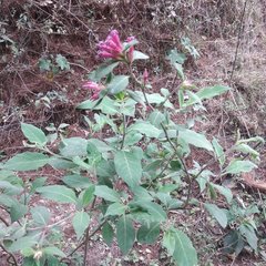 Cestrum roseum
