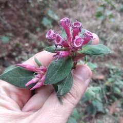 Cestrum roseum