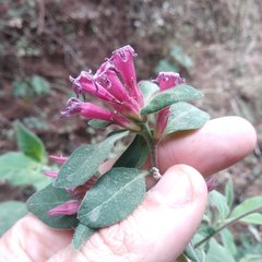 Cestrum roseum