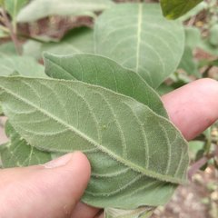 Cestrum roseum
