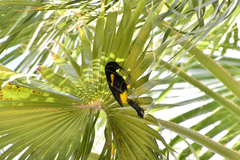 Icterus portoricensis
