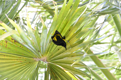 Icterus portoricensis