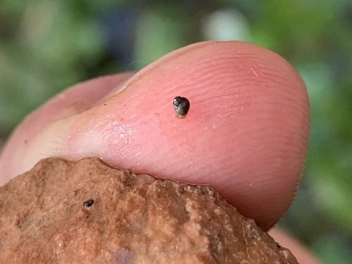 Spring Mountains Springsnail