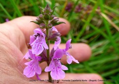 Stachys bogotensis