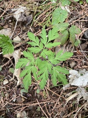 Dicentra formosa