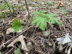 Dicentra formosa