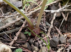 Dicentra formosa