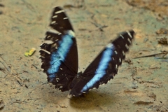 Morpho achilles
