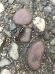 Camponotus hyatti