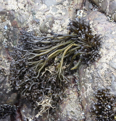 Psilophycus alveatus