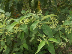 Lippia umbellata