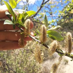 Salix paradoxa