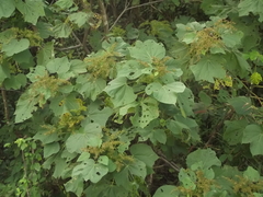 Triumfetta paniculata