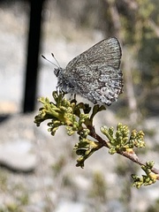 Callophrys fotis
