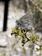 Callophrys fotis