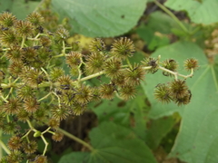 Triumfetta paniculata
