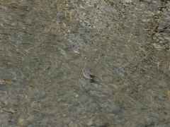 Mergus merganser