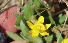 Ranunculus occidentalis occidentalis