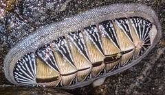 Chiton albolineatus