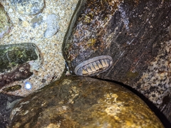 Chiton albolineatus