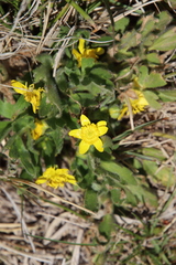 Ranunculus occidentalis occidentalis