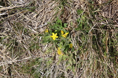Ranunculus occidentalis occidentalis