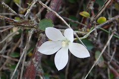 Wahlenbergia rupestris