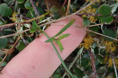 Wahlenbergia rupestris