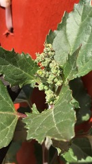 Chenopodiastrum murale