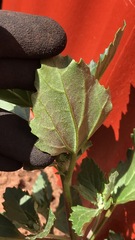 Chenopodiastrum murale