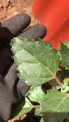 Chenopodiastrum murale