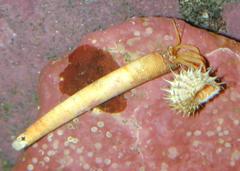 Orthopagurus minimus