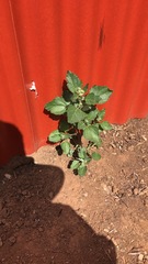 Chenopodiastrum murale