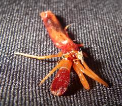 Orthopagurus minimus