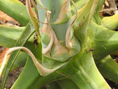 Agave vilmoriniana