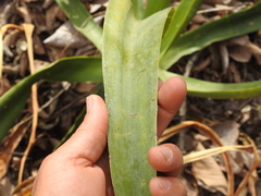 Agave vilmoriniana
