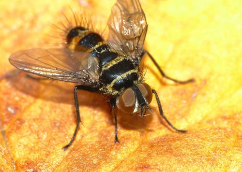 Australian Leafroller Tachinid photo 4