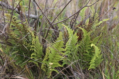Myriopteris myriophylla