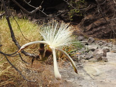 Pseudobombax palmeri