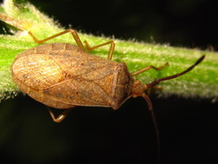 Homoeocerus dilatatus