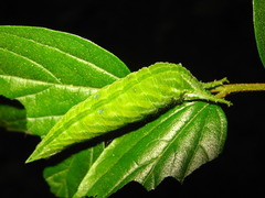 Hestina assimilis